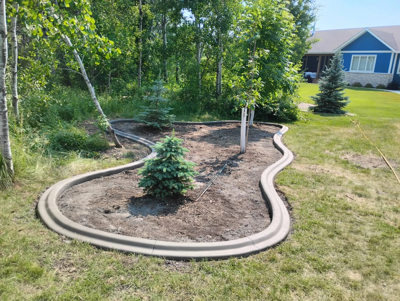 Organic wavy Mower's Edge concrete curbing outlining a new tree bed with young spruce amid birch trees and grass near a blue house, installed by Maple Curbing.
